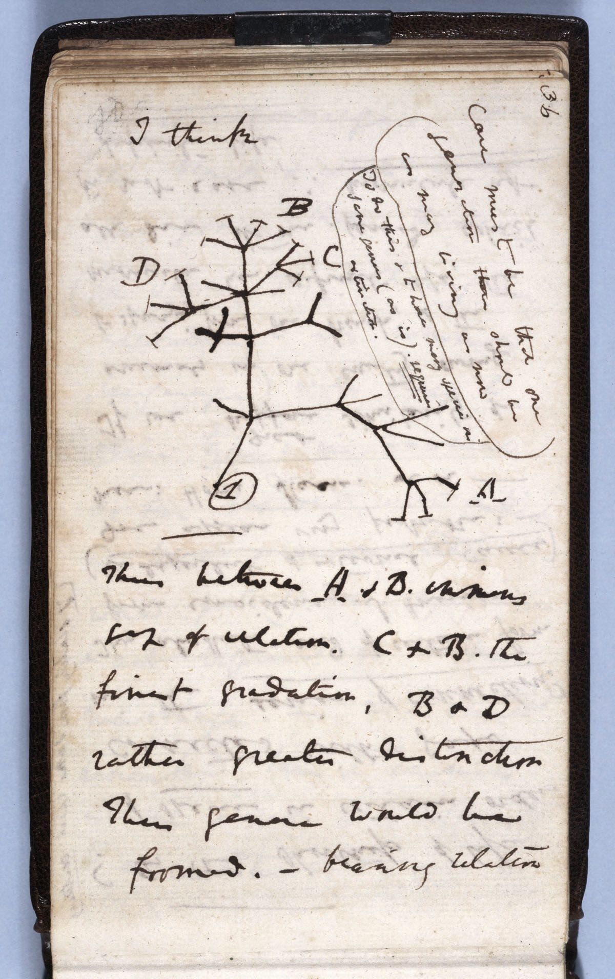 Ukradené cenné Darwinovy zápisníky byly anonymně vráceny v růžové dárkové tašce